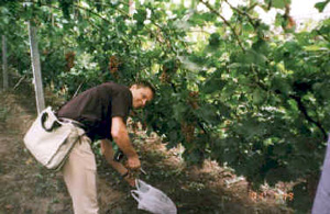 通州葡萄生产示范园天气